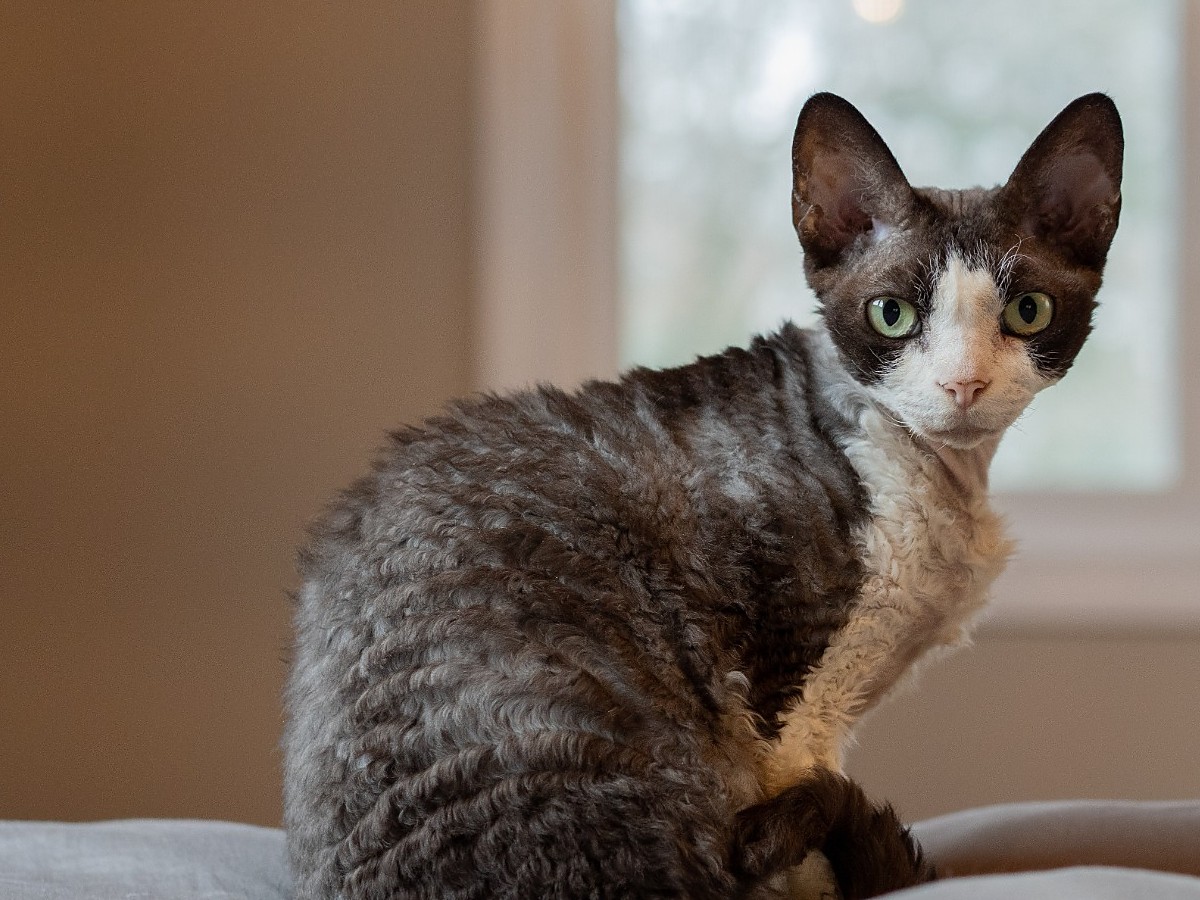 Detail kadeřavé srsti kočky devon rex